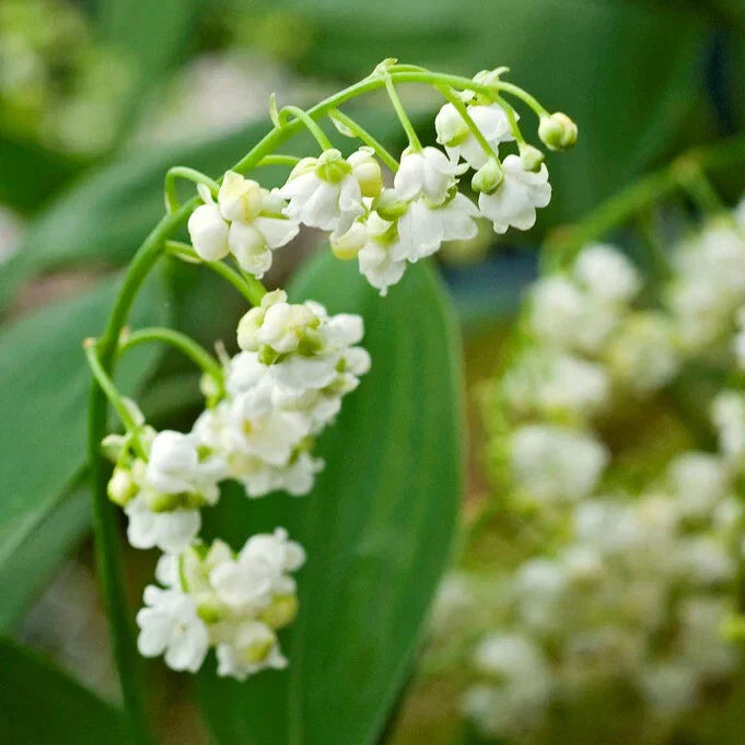Lily of the Valley Bare-root Plant, 6-12 Inches, Fragrant White Flowers, Convallaria Majalis, Ground Cover for Shade