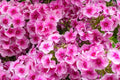 Phlox Seeds, 100+ Count, Monica Lynden-Bell Variety, Garden Planting, Free Shipping, USA