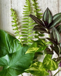 12 Rooted House Plant Cuttings - Pothos, Wandering Jew, Arrowhead, Ferns - Indoor Plants for Home Decor