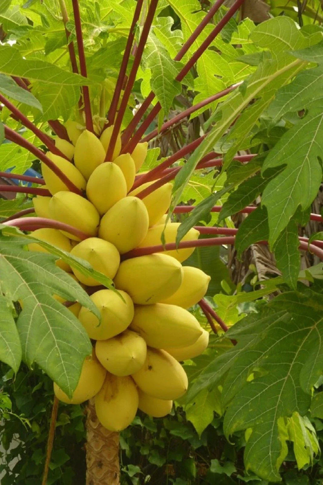 Hortus Gold Papaya Seeds - 25+ Seeds for Garden Planting - Carica papaya - USA Grown, Fast Shipping