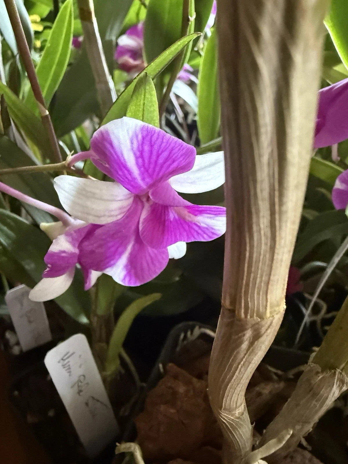 Dendrobium Orchid Plant Mix - 3 Rooted Stems - No Pot - Exotic Houseplant for Home Decor