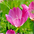 Purple Gleam California Poppy Seeds - 500+ Native Wildflower Seeds - Easy to Grow (Eschscholzia californica)