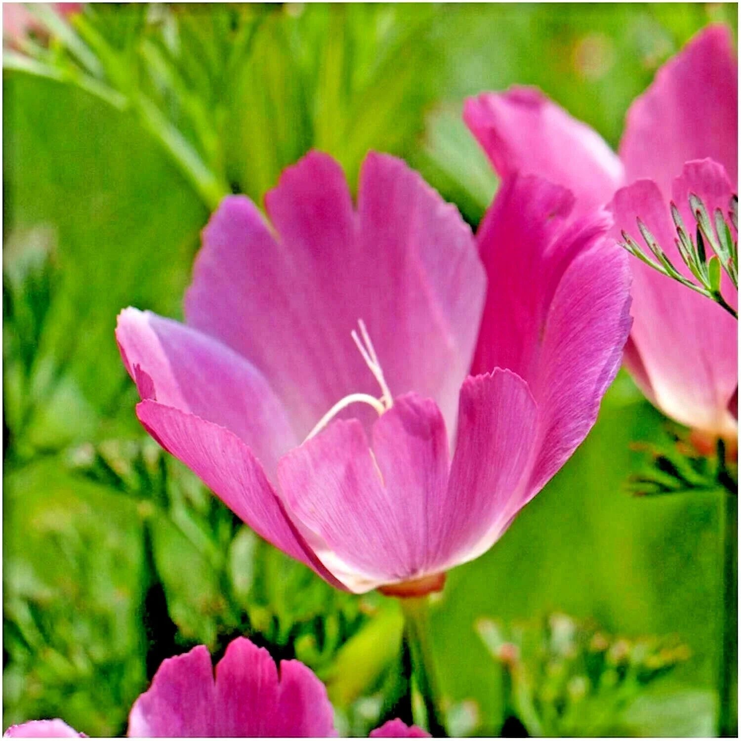 Purple Gleam California Poppy Seeds - 500+ Native Wildflower Seeds - Easy to Grow (Eschscholzia californica)