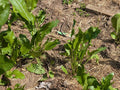 Fresh Organic Horseradish Plants - 2 Pack - Easy to Grow - Armoracia rusticana - Fast Shipping