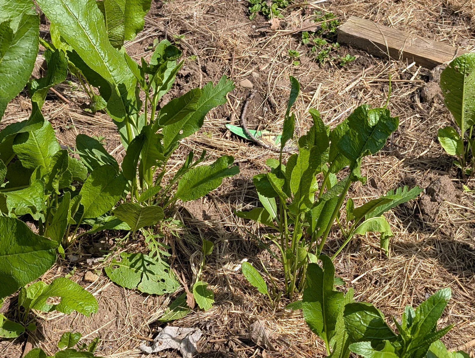 Fresh Organic Horseradish Plants - 2 Pack - Easy to Grow - Armoracia rusticana - Fast Shipping