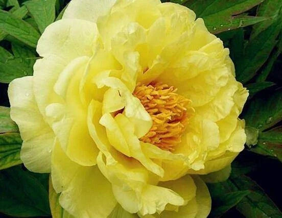 Peony Seeds - 10pc Pack - Exotic Flower Variety - Paeonia spp. - USA Seller with Free Shipping