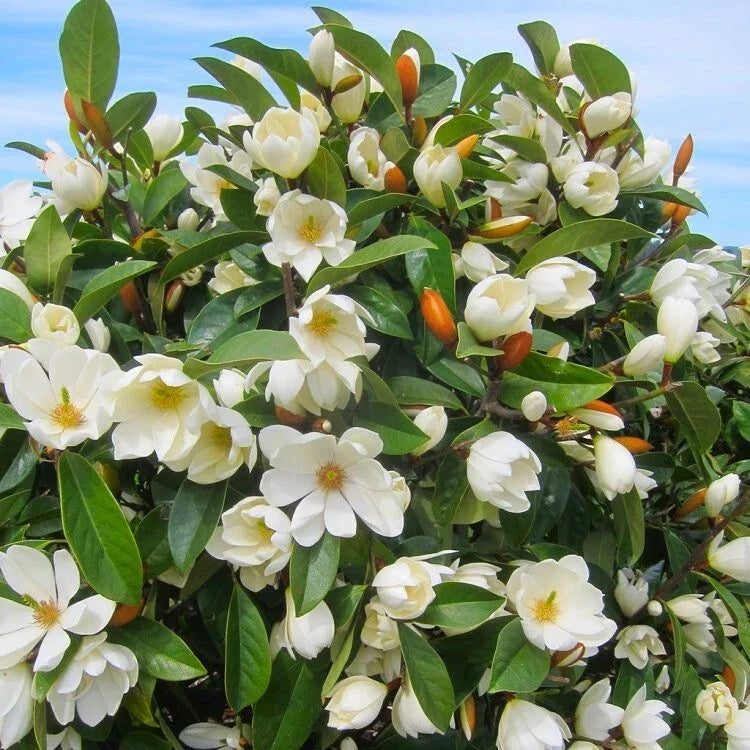 Fairy Cream Magnolia Tree - Well Rooted Michelia doltsopa - Cream Fragrant Blooms