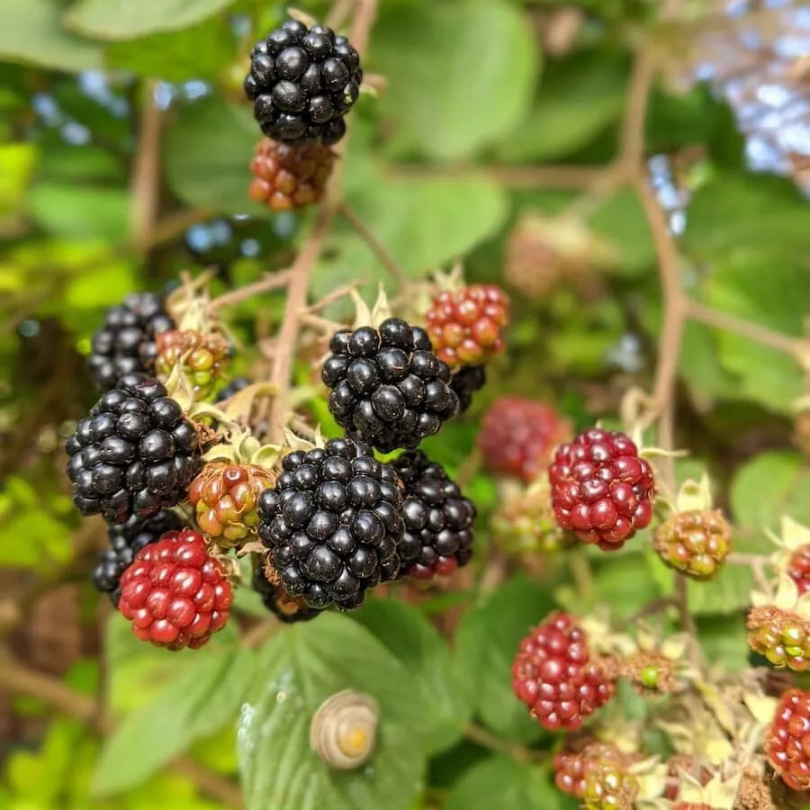 Southern Wild Blackberry Bush Live Starter 3.5'' Pot - Rubus argutus - Thrives in Full Sun, Well-Drained Soil, Black Berries