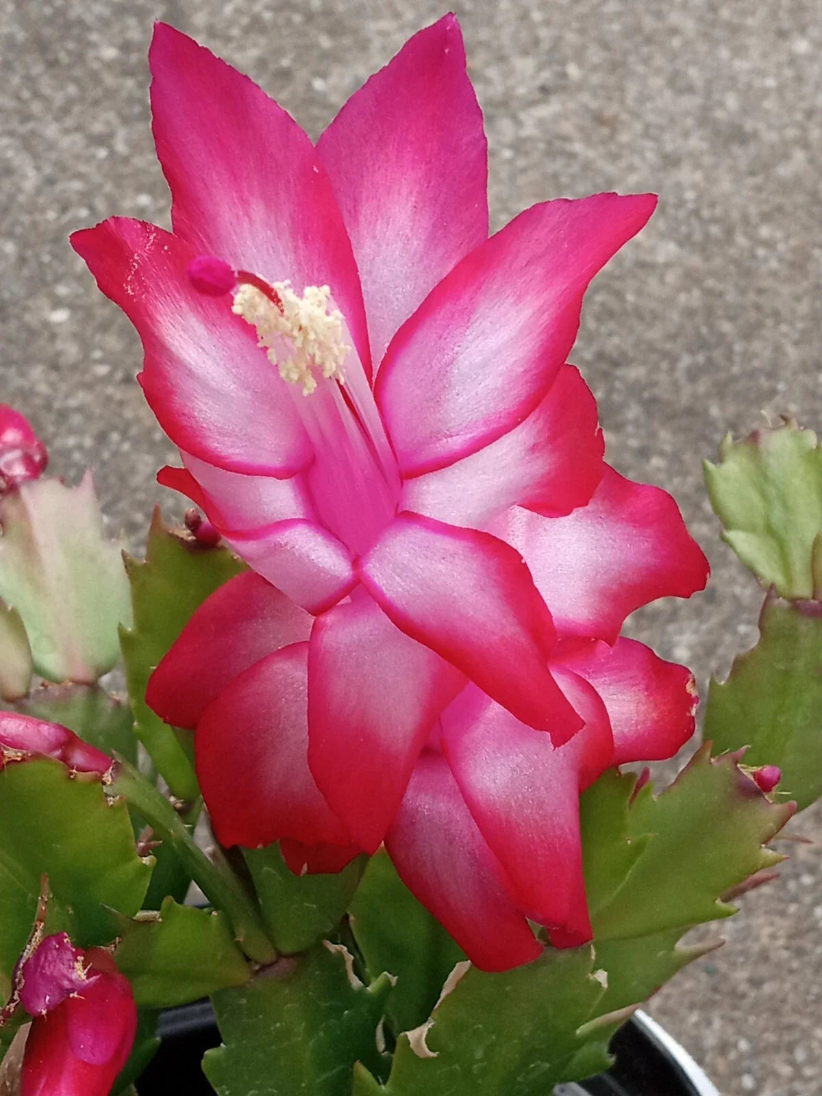 Thanksgiving Holiday Cactus Plant - Red Schlumbergera Zygocactus - 5 Ready to Plant Leaves