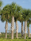 Sabal Palm Seeds, 10 Fresh Seeds, Cabbage Palm, Texas Sabal Palmetto, Planting Seeds for Garden
