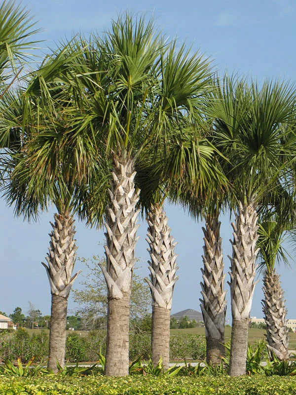 Sabal Palm Seeds, 10 Fresh Seeds, Cabbage Palm, Texas Sabal Palmetto, Planting Seeds for Garden