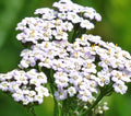 White Yarrow Seeds 1000+ Perennial Herb for Flower Garden, Achillea millefolium