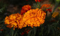 Southern Cone Marigold Seeds - 25+ Seeds for Garden Planting - Tagetes patula - USA Quality