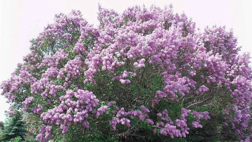 Bare Root Lilac Bush, Purple (5) - Syringa vulgaris, Includes Planting Instructions for Spring Planting