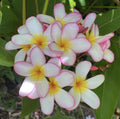 Rooted Plumeria Plant Cutting 18" Pink Mist Plumeria obtusa