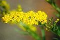 Seaside Goldenrod Seeds - Solidago sempervirens - Coastal Wildflower Seeds for Pollinators and Native Gardens