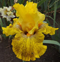 Tall Bearded Iris Rhizome - Mahogany Gold, Reblooming, Freshly Dug - Iris germanica