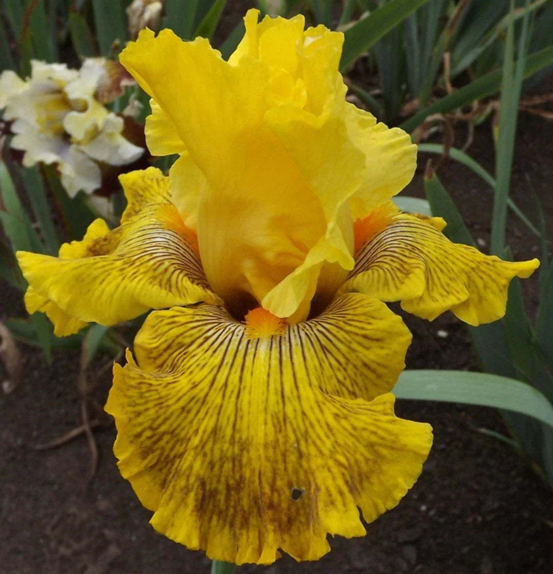 Tall Bearded Iris Rhizome - Mahogany Gold, Reblooming, Freshly Dug - Iris germanica