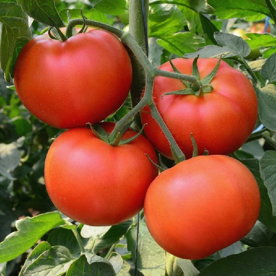 Heirloom Tomato Seeds 100 Ct Non-GMO Homestead Variety for Vegetable Garden - Free Shipping