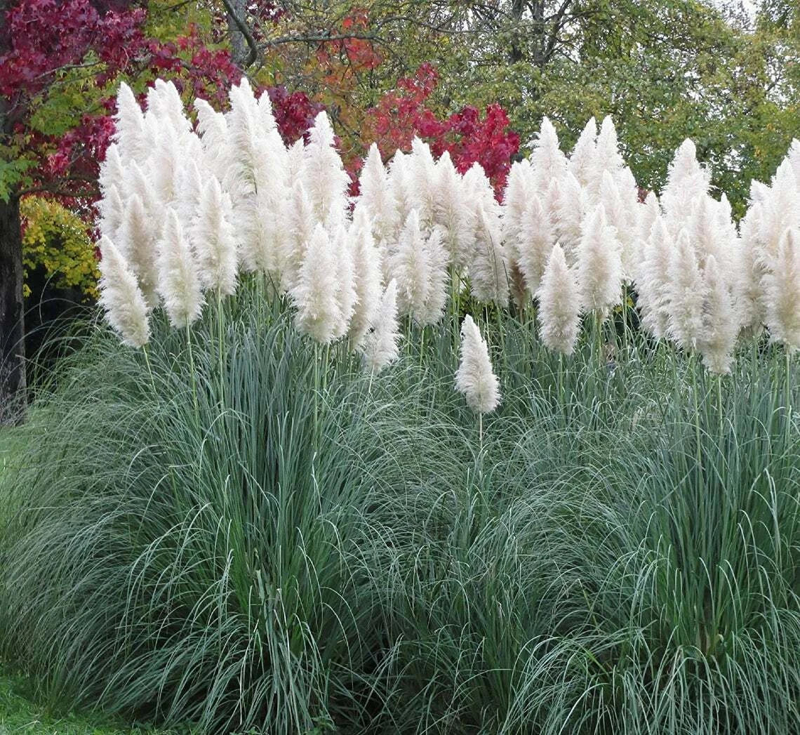 Giant White Pampas Grass Seeds - 100 Count - Ornamental Grass for Landscaping - Cortaderia selloana