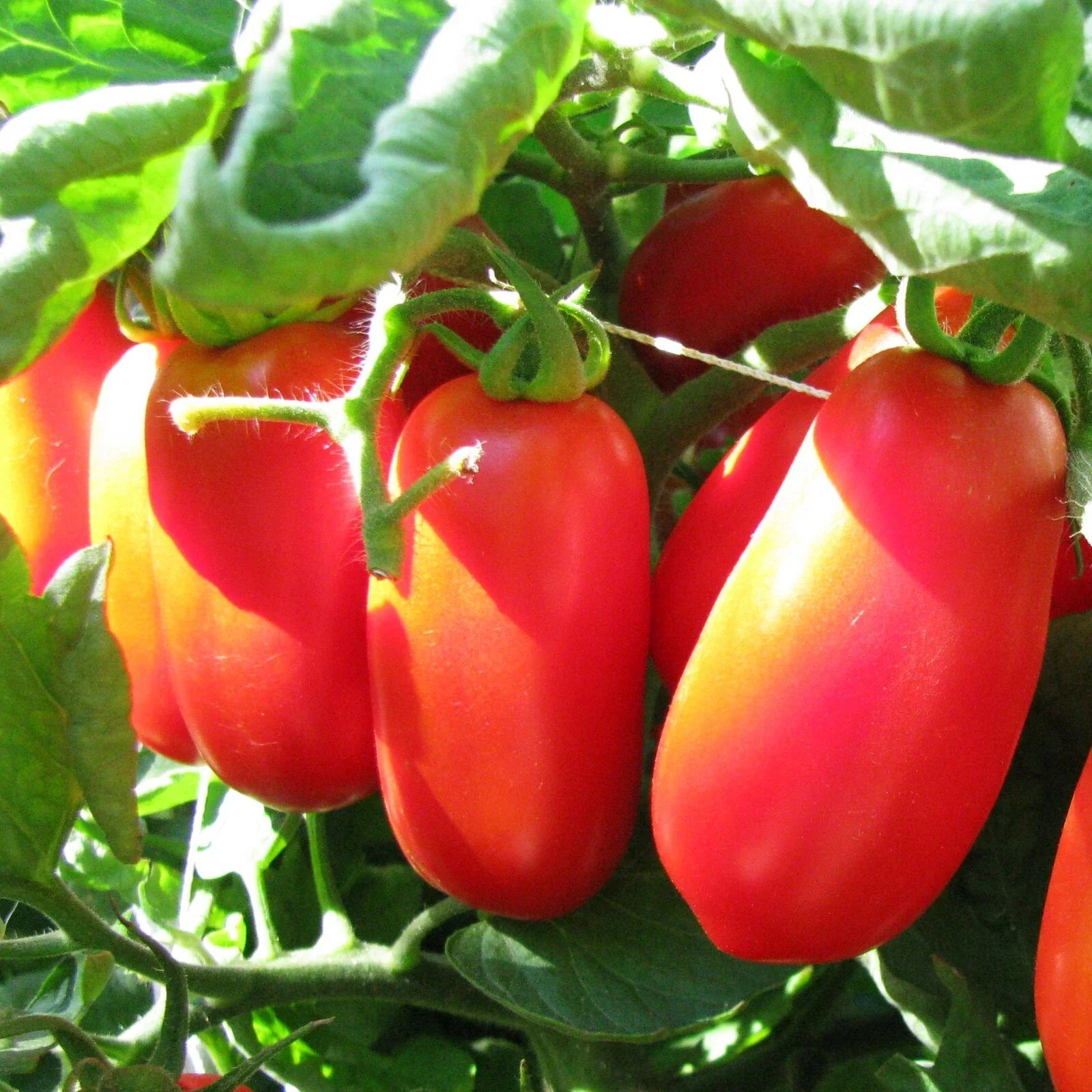 San Marzano Tomato Seeds | Heirloom Italian Roma Plum Paste | Solanum lycopersicum