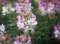 Cleome Spider Plant Flower Seeds - 100+ Annual Pink White Blossoms - Cleome hassleriana - USA Free Shipping