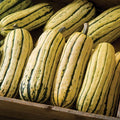 Giant Delicata Winter Squash Seeds - 10+ Organic Seeds, Bohemian Variety, 1-2 Lbs, 5-10" - Cucurbita pepo