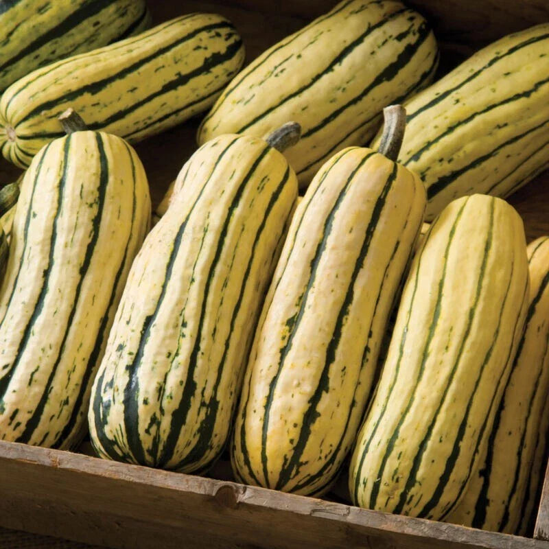 Giant Delicata Winter Squash Seeds - 10+ Organic Seeds, Bohemian Variety, 1-2 Lbs, 5-10" - Cucurbita pepo