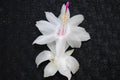 Christmas Cactus Starter Plant - Small White Knight Variety - Schlumbergera Truncata, Well-R rooted Healthy Plant
