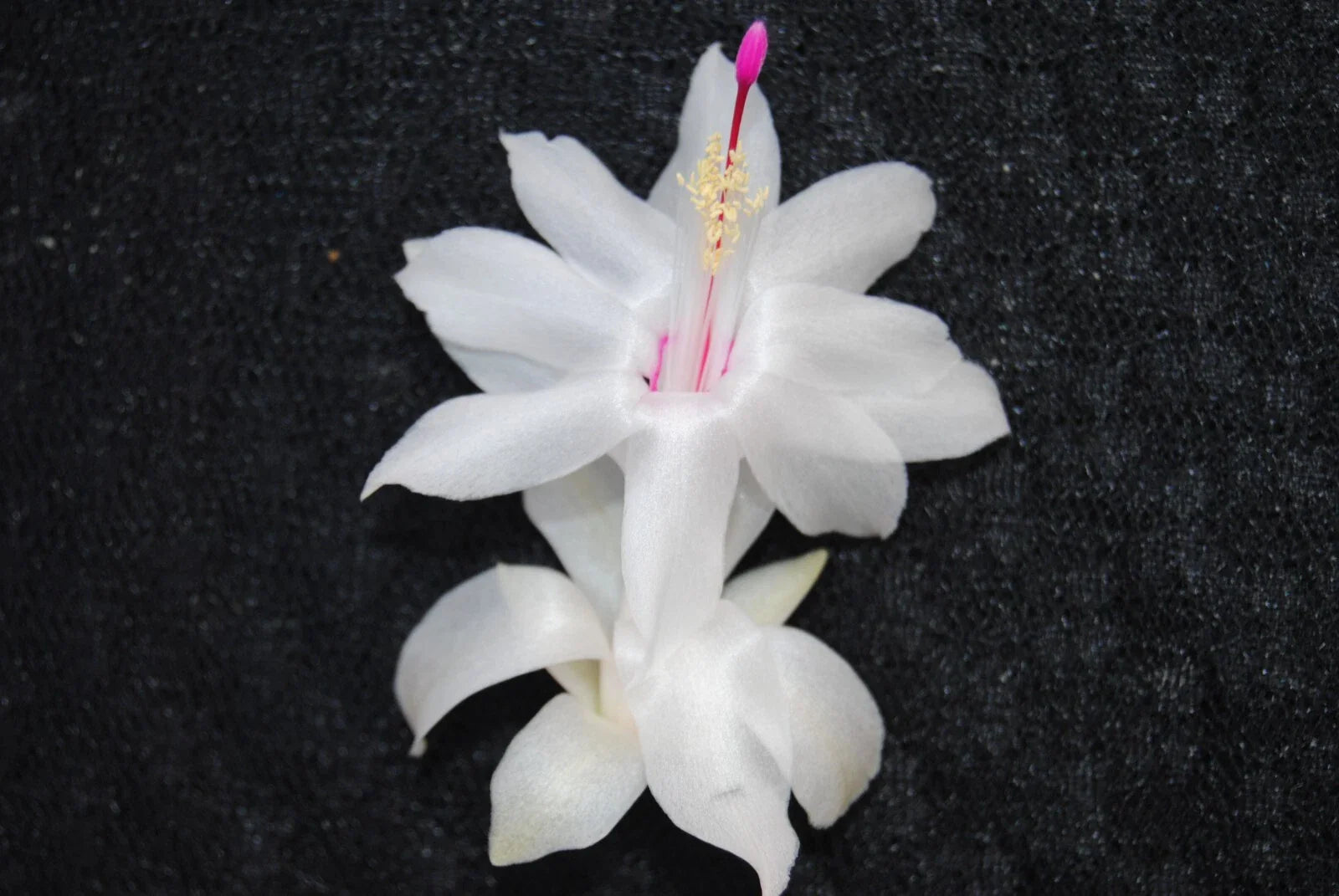 Christmas Cactus Starter Plant - Small White Knight Variety - Schlumbergera Truncata, Well-R rooted Healthy Plant