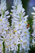 Wild Hyacinth Seeds for Planting - 50 Seeds - Blue Flowering - Camassia scilloides