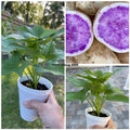 Okinawa Purple Sweet Potato Plants - 5 Rooted Plants in a Cup - Okinawa Sweet Potato (Ipomoea batatas)