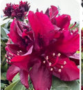 Dark Lord Rhododendron Starter Plant - Well Rooted, Hardy Evergreen Shrub (Rhododendron spp.)