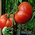 Burpee's Big Boy Tomato Seeds - 10+ Organic Hybrid Non-GMO Seeds - Lycopersicon esculentum