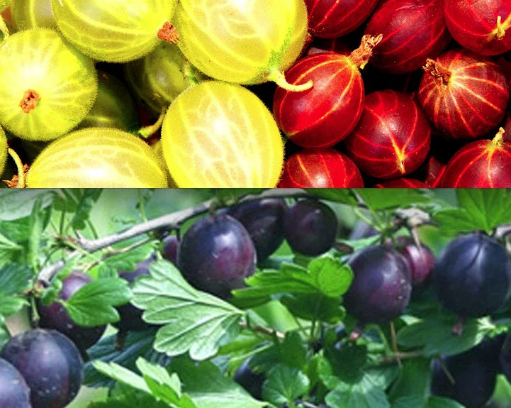 Gooseberry Cuttings - 30 Total - 10 Varieties for 2025 Rooting - Ribes uva-crispa