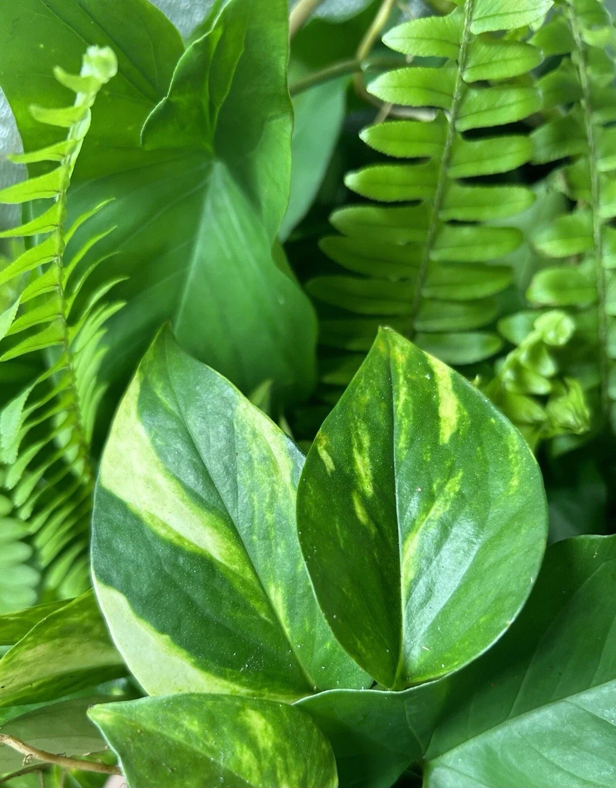 Rooted Plant Cuttings - 15 Variety Mix - Indoor/Outdoor Plants - Perfect for Gardening - Ideal for Propagation