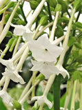 Flowering Tobacco Seeds 550, White Long Tubular Flowers, Nicotiana sylvestris