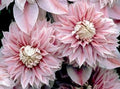 Clematis Seeds - 25 Double Light Pink Climbing Perennial Flower Seeds - Clematis spp. - US Seller