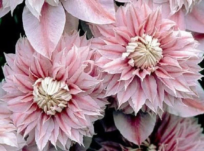 Clematis Seeds - 25 Double Light Pink Climbing Perennial Flower Seeds - Clematis spp. - US Seller
