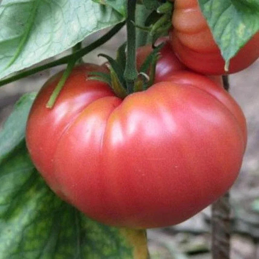 German Johnson Tomato Seeds - 100 Non-GMO Heirloom Seeds - Perfect for Gardening, Solanum lycopersicum