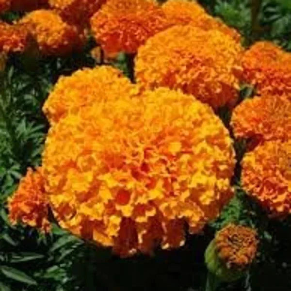 Orange Inca Marigold Seeds - Organic 100 Count - Tagetes erecta - USA Grown, Free Shipping
