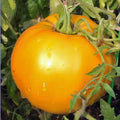 Golden Jubilee Heirloom Tomato Live Starter Plants 4-6 Inches Set of 2