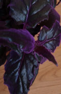 Small Live Purple Passion Plant - Gynura Aurantiaca - Velvet Foliage - Exotic Indoor Houseplant - 3" Tall