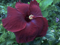 Rare Hibiscus Cuttings - Black Baron - 3 Fresh Unrooted Cuttings - Hibiscus rosa-sinensis