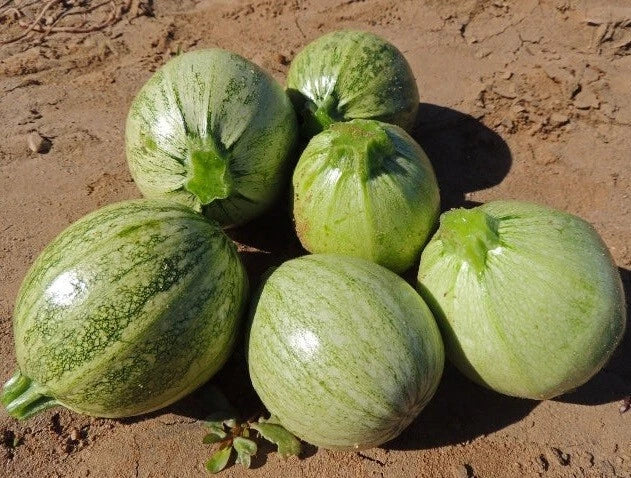 Zucchini Seeds - 200 Seeds - Round Heirloom Summer Squash - Cucurbita pepo