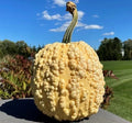 Heirloom Pumpkin - Yellow Warty Popcorn Knucklehead - 10 Seeds - Decorative Edible Variety - Cucurbita pepo