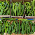 Dragon Fruit Cuttings - 8" - 10" - Multiple Varieties - Hylocereus spp.