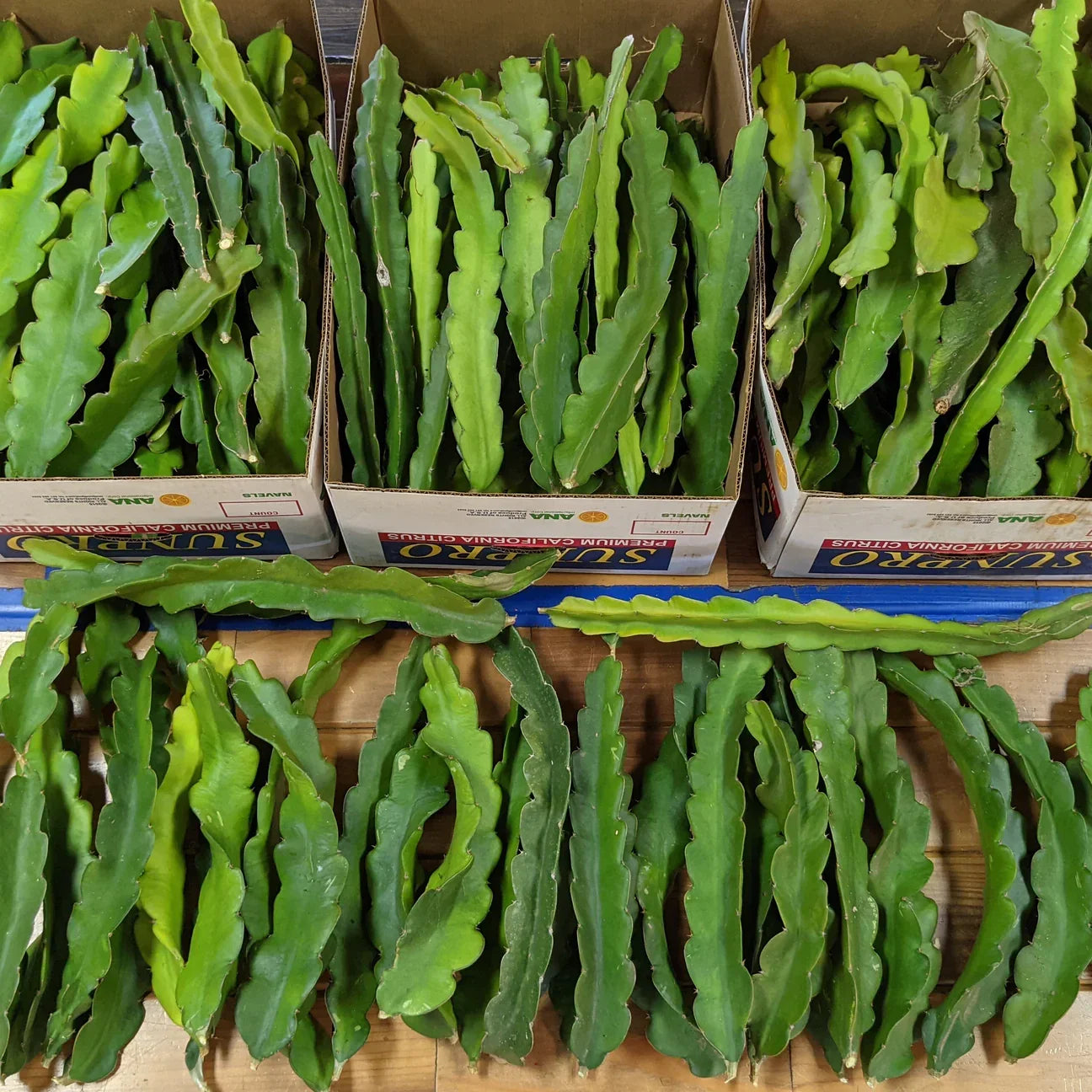 Dragon Fruit Cuttings - 8" - 10" - Multiple Varieties - Hylocereus spp.
