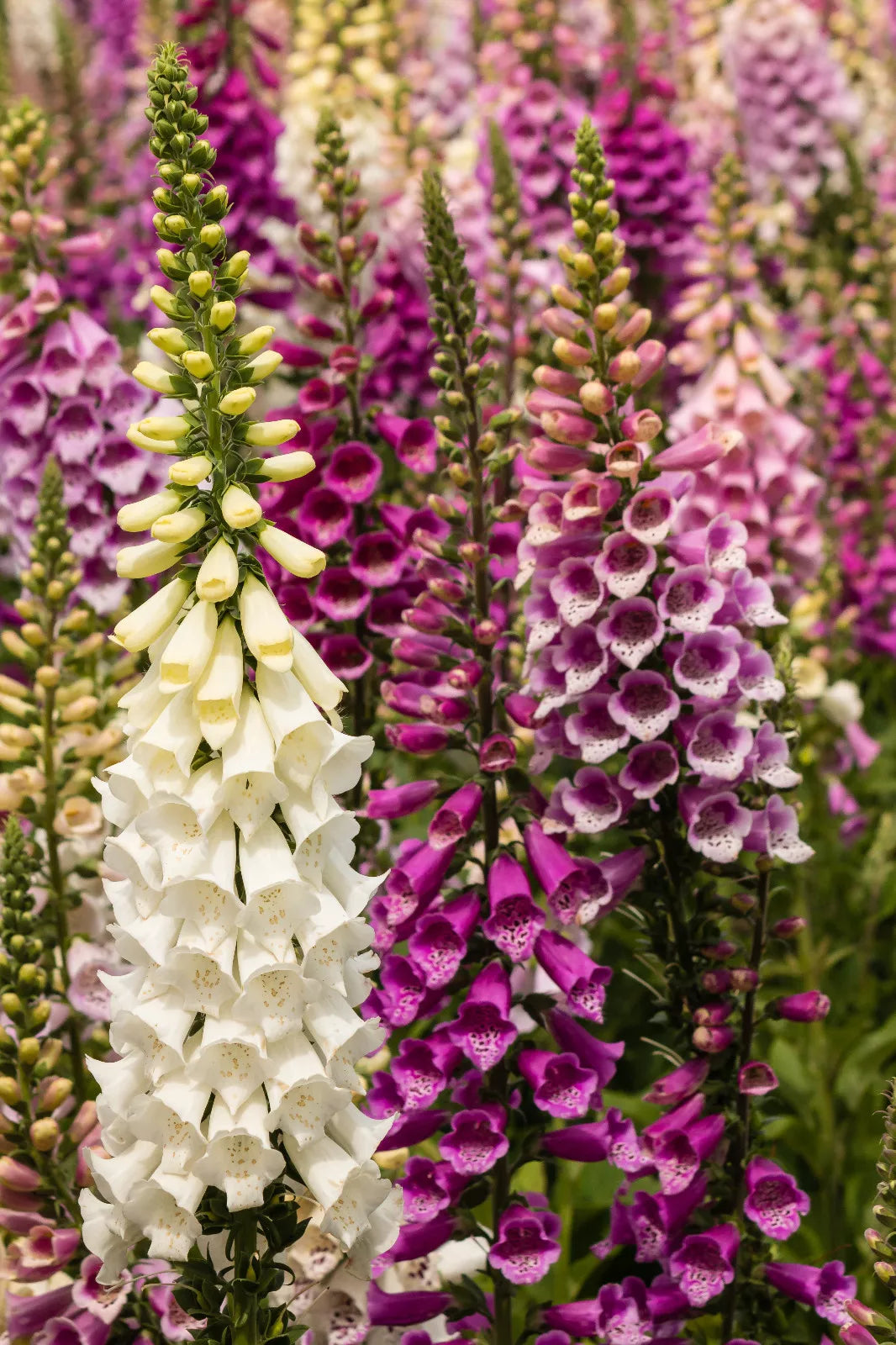Foxglove Seeds Bulk 1002 Count Spotted Purple or White Flowers Digitalis purpurea