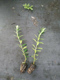 Olive Tree Starter Plants - 2-Pack - Arbequina Variety - Pesticide-Free - Non-GMO - 5 Inches Tall - Olea europaea